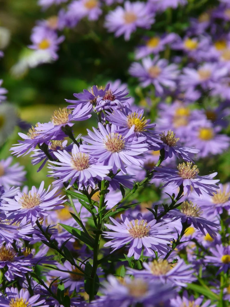 Aster Crypto: What It Is, The Price Action, and What's Behind the Name