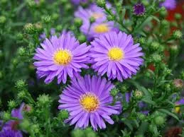 Aster's Meteoric Rise: What Happened and Why Everyone's Talking – reddit